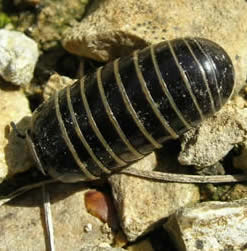 pill millipede