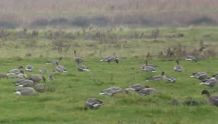 Pink-footed geese