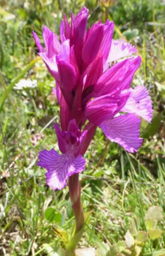 pink butterfly orchid