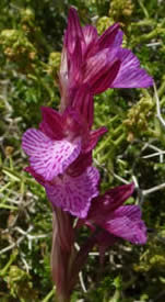 pink butterfly orchid