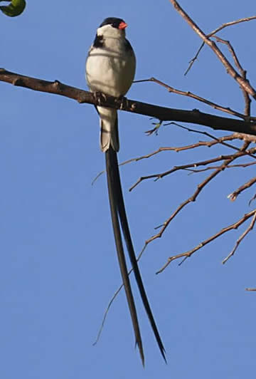 pin-tailed whydah