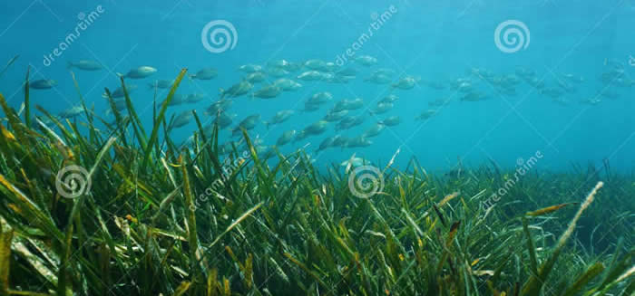 Posidonia oceanica seagrass with school of fish