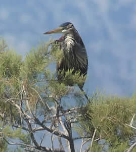 migrant purple heron on a tamarisk