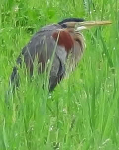 purple heron