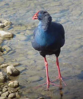 purple swamphen