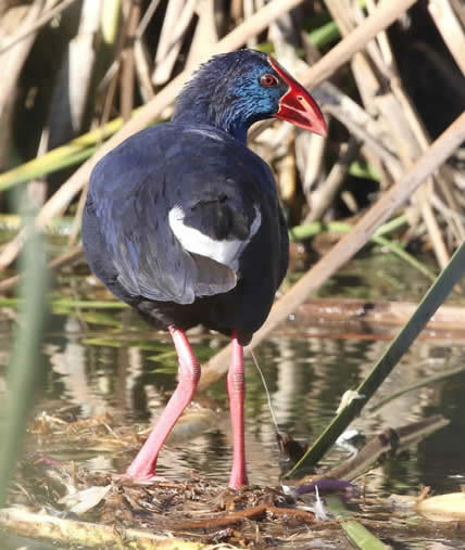 purple swamp-hen (Barry Madden)