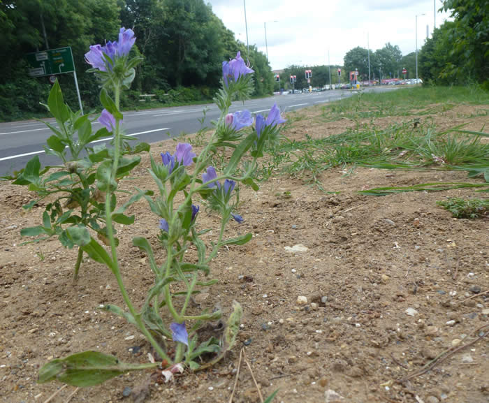 Purple Viper's Bugloss