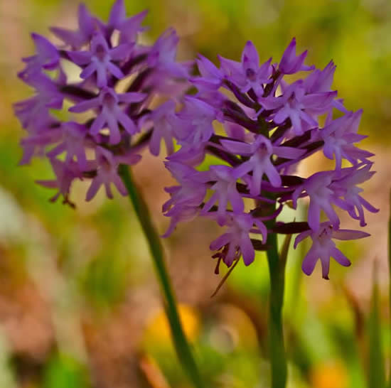 pyramidal orchid