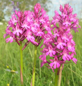 pyramidal orchids