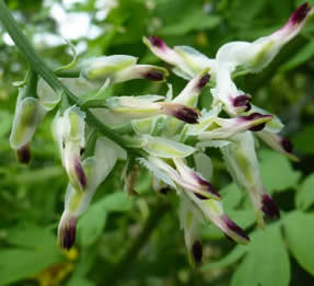 ramping fumitory