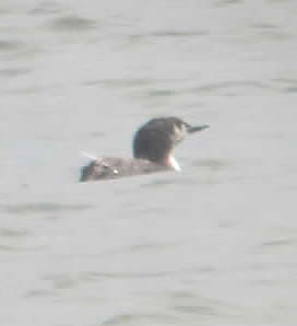 red-throated diver