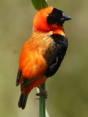 red bishop