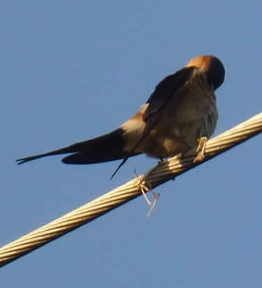 red-rumped swallow