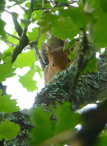 red squirrel