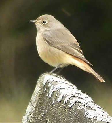 redstart