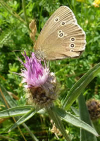 ringlet