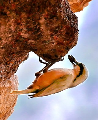 rock nuthatch