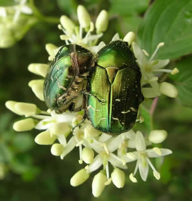 rose chafers