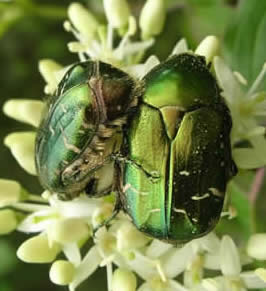 rose chafers