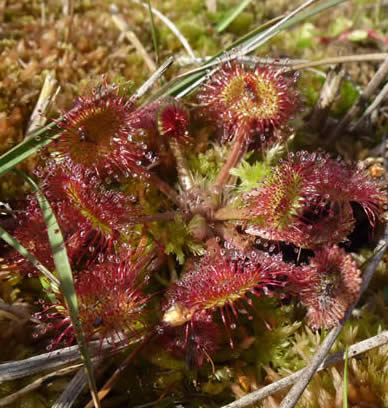 round-leaved sundew