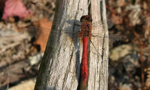 ruddy darter