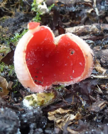 scarlet elf cup fungi