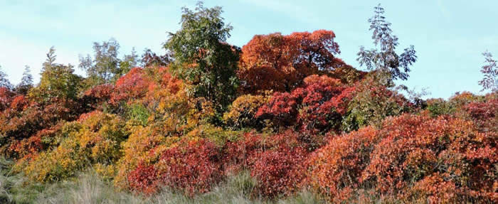 smoke bush in autumn