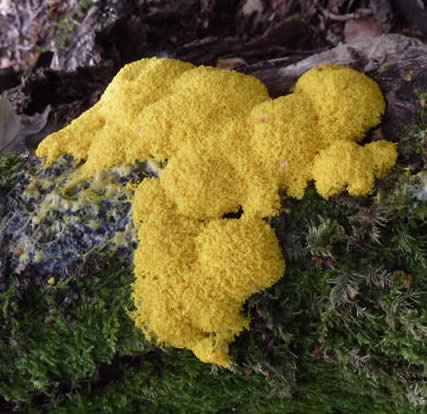 scrambled egg slime mould