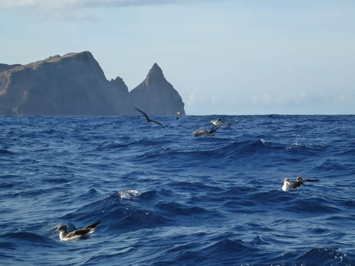 Cory's shearwaters