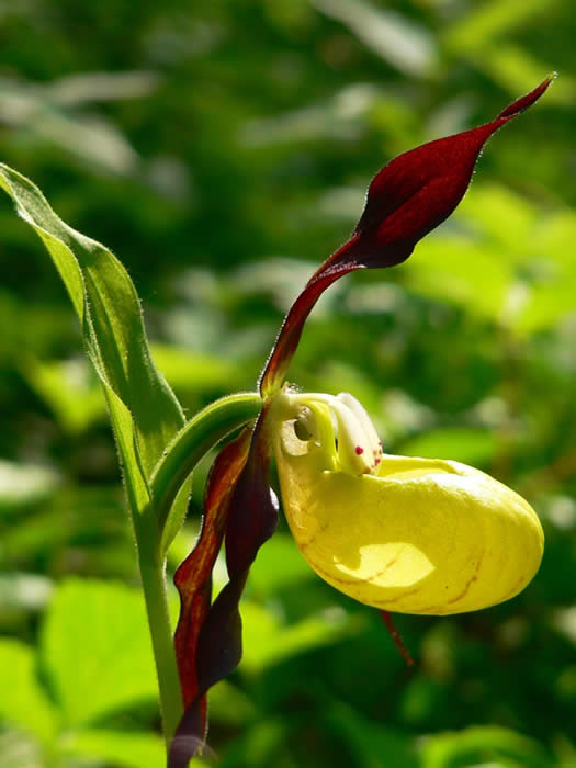 lady's slipper ochid