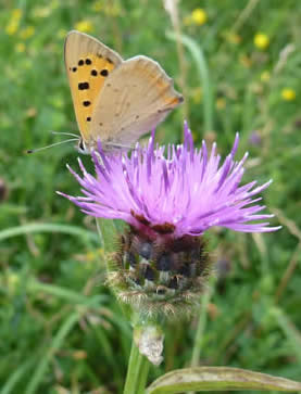 small copper