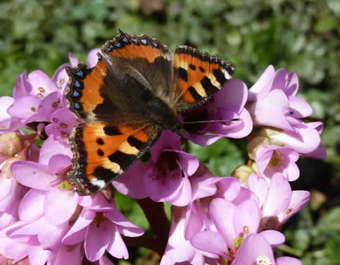 small tortoiseshell