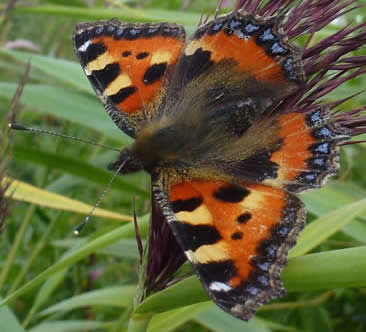 small tortoiseshell on reed