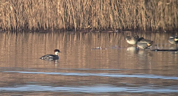 smew