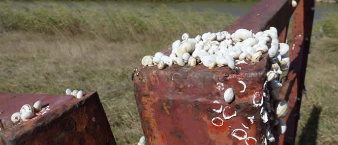 Aestivating snails, La Janda