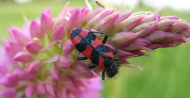 red and black beetle insect