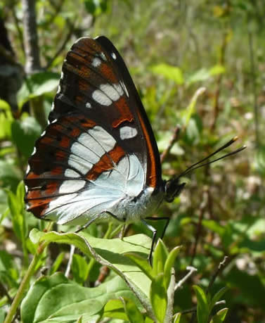 southern white admiral