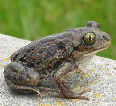 spadefoot toad