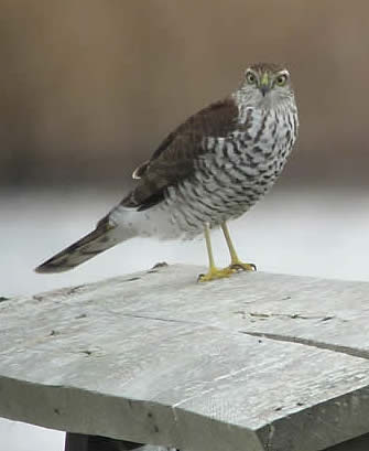 sparrowhawk