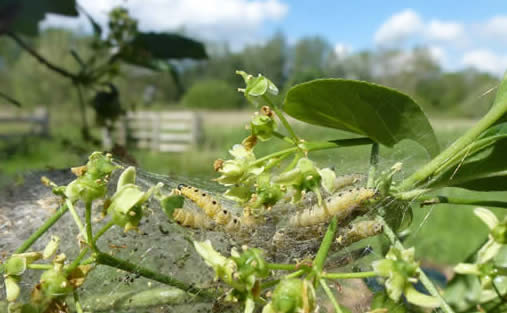 spindle ermine moth caterpillars