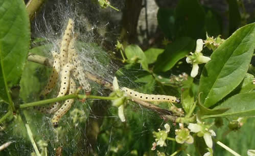 spindle ermine moth caterpillars