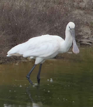 spoonbill