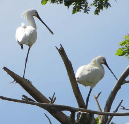 spoonbills