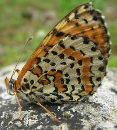 spotted fritillary