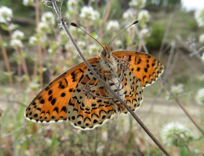 spotted fritillary