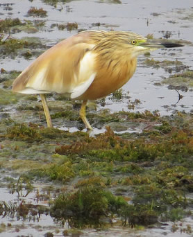 squacco heron