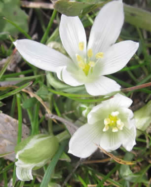 star-of-Bethlehem