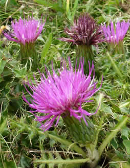 stemless thistles