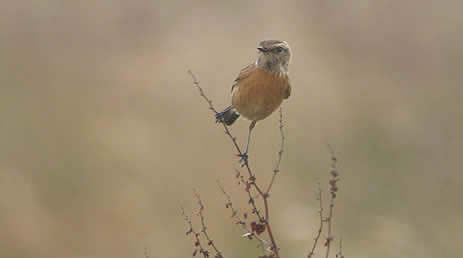 stonechat