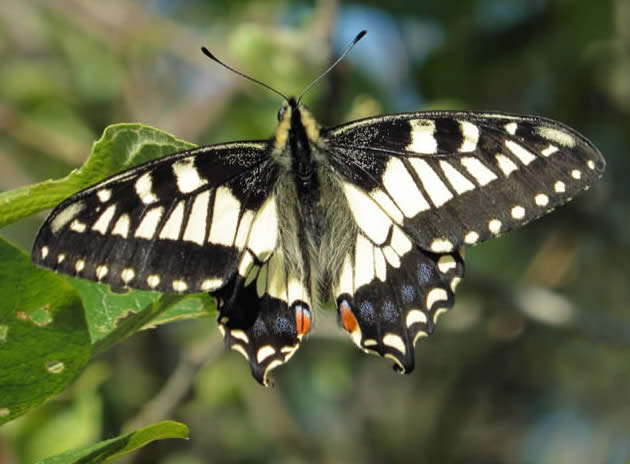 Swallowtail